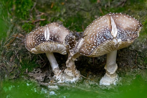 Amanita pantherina, amanita umbrina, toad stool, padden chair, panther mushroom, panther bulge,