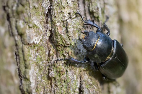 Thundergugi, firecracker, stag beetle, hornschröter, Lucanus cervus, Schröter, Beetle, Coleoptera,