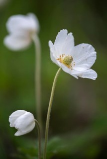 Anemone sylvestris, large anemone, buttercup family, ranunculaceae, forest anemone, anemone,
