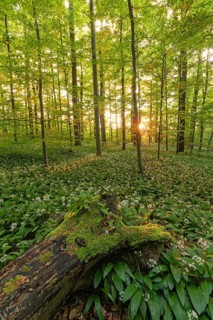 Sunlight through green forest with blooming wild garlic and mossy log in spring. Kirchheim unter