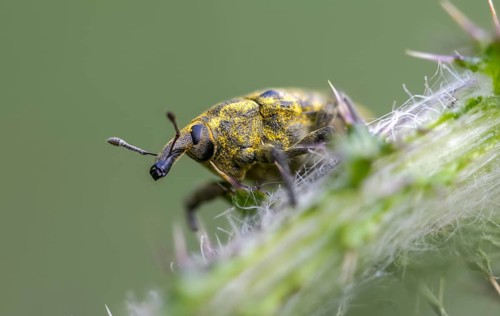 Thistle weevil, larinus cf sturnus, larinus sturnus, weevil, beetle, coleoptera, insects, beetles,