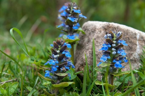 Ajuga Reptans, creeping Bugleweed, Lamiaceae, mint, blue bugle, bugle, bugleherb, bugleweed, carpet