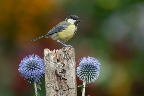 Great tit (Parus major) adult garden bird on a wooden post, England, United Kingdom