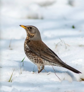 Fieldfares, Turdus pilaris, juniper thrush, birds, thrush, high size, portrait format, passeri,