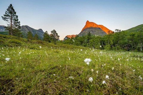 Cotton grass in a meadow, picturesque mountain landscape in the Innerdalen high valley with