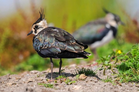 Lapwing, vanellus vanellus, birds, charadriiformes, limikolen, plovers, birds, waders, waders