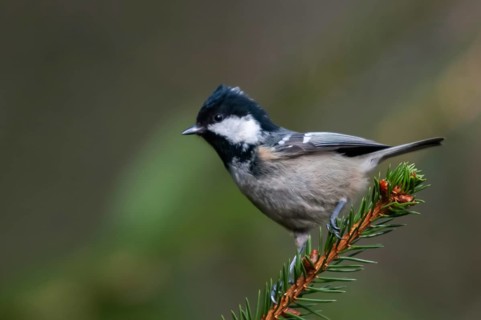 Coal tit, parus ater, periparus ater, pine tit, birds, tits, passeri, songbirds, tits, birds