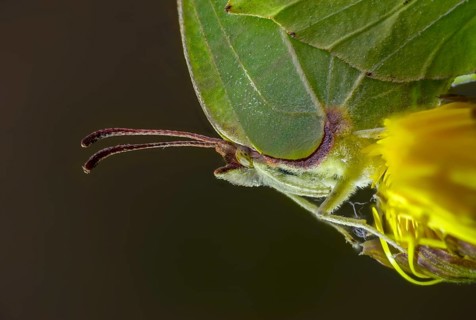 Brimestone, gonepteryx rhamni, butterfly, insects, butterflies, butterflies, butterflies
