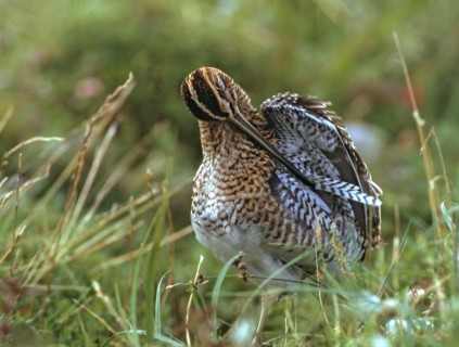 Common snipe, gallinago gallinago, snipe, birds, charadriiformes, leo, limicols, snipe birds,