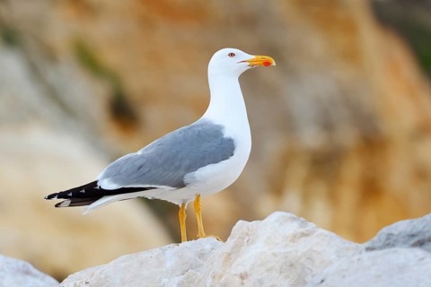 A Mediterranean gull (Larus michahellis) perched on a rock, Algarve, Portugal