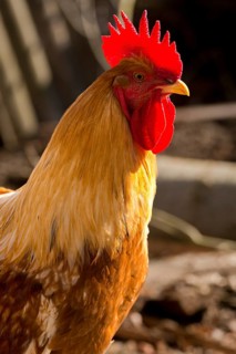 Gallus gallus domesticus, domestic chicken, birds, chickens, domesticated animals, galliformes,