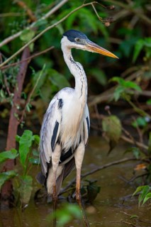 Cocoi Heron (Ardea cocoi) Pantanal Brazil