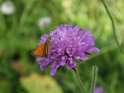 An orange butterfly, the Small Skipper (Thymelicus sylvestris), perches on a finely detailed purple