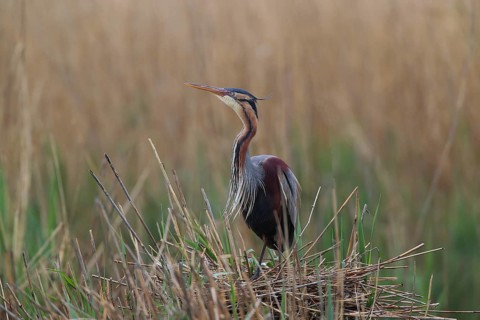 A heron perched on its nest in the reeds, surrounded by green and brown grass, a purple heron