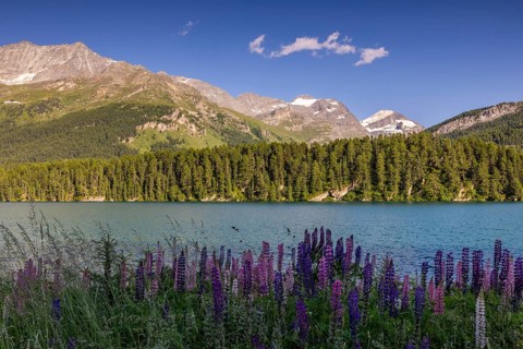 Lupin (Lupinus) against the backdrop of Lake Sils and Piz da la Margna, legume (Fabaceae), Engadin,