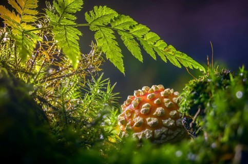 Amanita citrina, amanita muscaria, sweeper, toadstool, chimney sweeper, red toadstool, bead agaric,