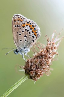 Argus blue, plebeius argus, silver-studded blue, butterfly, high size, portrait format, insects,