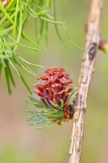 Female flower of larch (Larix decidua), larch blossom, growing into cones, close-up, spring,