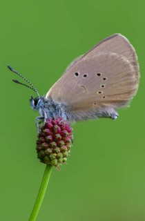 Ant blue, dark meadowbutton ant blue, dusky large blue, glaucopsyche nausithous, maculinea