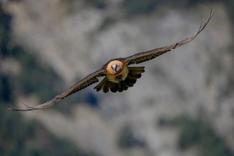 Bearded vulture (Gypeatus barbatus), in flight, Pyrenees, Spain