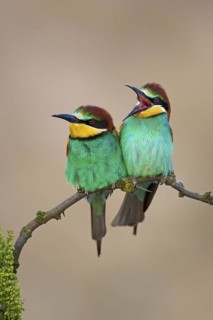 European Bee-eater (Merops apiaster), Lake Neusiedl, Austria