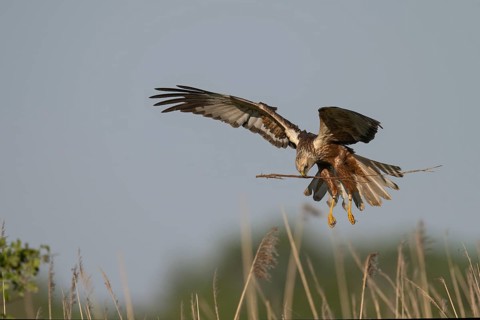 Marsh harrier (Circus aeruginosus), Texel, Netherlands