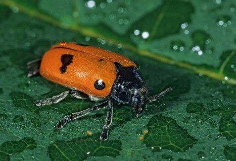 Ant sack beetle, ant bag beetle, Clytra laeviuscula, willow clytra, beetle, coleoptera, insects,