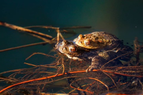 Two frogs are resting on twigs in the water, surrounded by tranquil nature and sunlight, common
