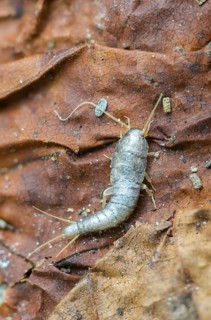 Lepisma saccharinum, silverfish, sugar guest, high size, portrait format, insects, silverfish