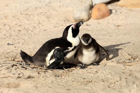 African penguin (Spheniscus demersus), adult, juvenile, chick, nest, beach, Boulders Beach,