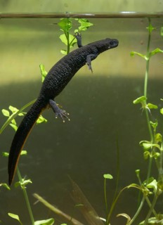 Great crested newt, crested newt, northern crested newt, Triturus cristatus, amphibians,