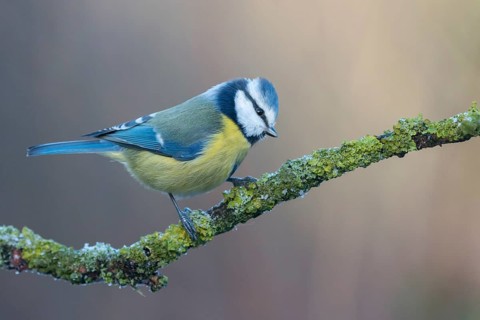 Eurasian Blue Tit (Cyanistes caeruleus) perched on a branch, Lower Saxony, Germany