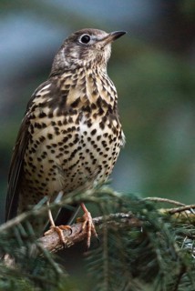 Mistletoe thrush, turdus viscivorus, birds, high size, portrait format, passeri, sleep, songbirds,