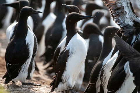 Common guillemot, common murre, Norway, idiot, Uria eel, varanger, alcidae, alkenbirds, birds,