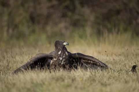 White-tailed Eagle (Haliaeetus albicilla) juvenile, Poland