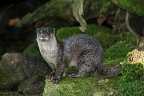 An otter is sitting on a moss-covered rock in the forest, European otter, Eurasian otter (Lutra