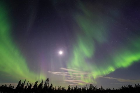 Northern Lights (Aurora borealis), Muddus National Park, Laponia World Heritage Site, Norrbotten,
