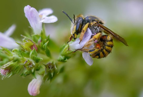 Anthidium manicatum, apidae, bees, European wool carder bee, garden woolbee, large woolbee,