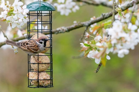 Tree Sparrow, Passer Montanus, Sparrow, Birds, Spring, Feeding, Year Round Feeding, Meadow Orchard,