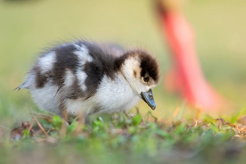 Egyptian goose (Alopochen aegyptiaca) cute chick on a meadow at the shore of a lake, Bavaria,
