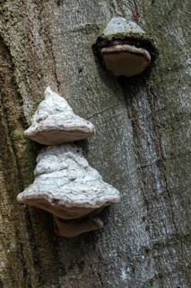 Fomes Fomentarius, Larch Sponge, Polyporus Officinalis, Pine Sponge, Ungulina Fomentaria, Tinder