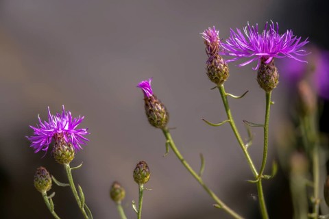 Asteraceae, centaurea sturgeon, spotted knapflower, daisy, panicle flake, spotted knapweed,