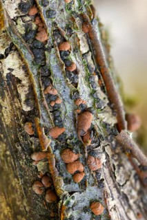 Hazel Woodwart, hypoxylon fuscum, carbberry, reddish brown carbberry, violet-brown carbberry,