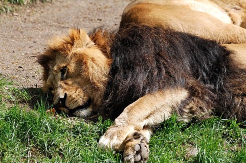 Reclining Asian lion, Panthera leo persica, Tierpark Nürnberg, Am Tiergarten 30, Nuremberg, Middle