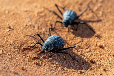 Two fog beetles (Onymacris unguicularis), mating, Toktokkie beetle, in the sand, Namib Desert,