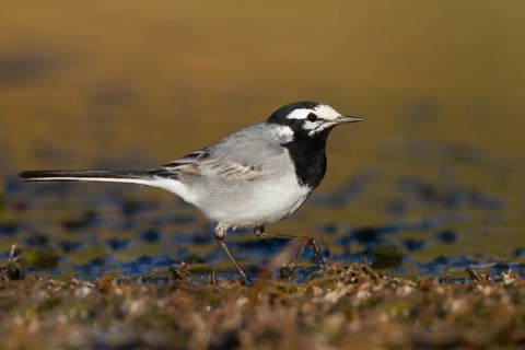 Moroccon Wagtail - Bachstelze - Motacilla alba ssp. subpersonata, Morocco