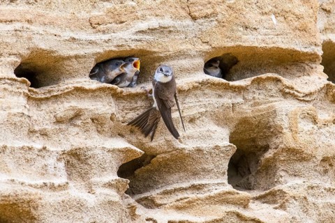 Sand martin (Riparia riparia) nesting in a sand pit Sand excavation and feeding chicks in a nest in