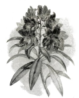 Rhododendron ferrugineum, rust-leafed alpine rose. Compact, evergreen dwarf shrub from alpine