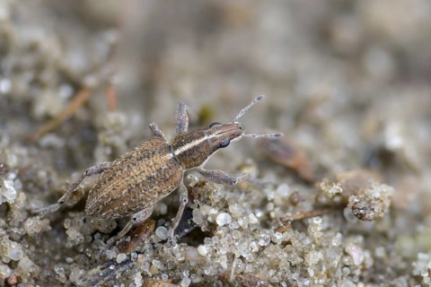 Charagmus gressorius, large lupin leaf weevil, lupine leaf weevil, sitona gressorius, beetle,