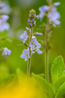 Medicinal Prize, Honorary Prize, Honorary Prize, Basic Medicinal Herb, Paul's Betony,